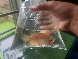 Photo - Albino Oscar Male