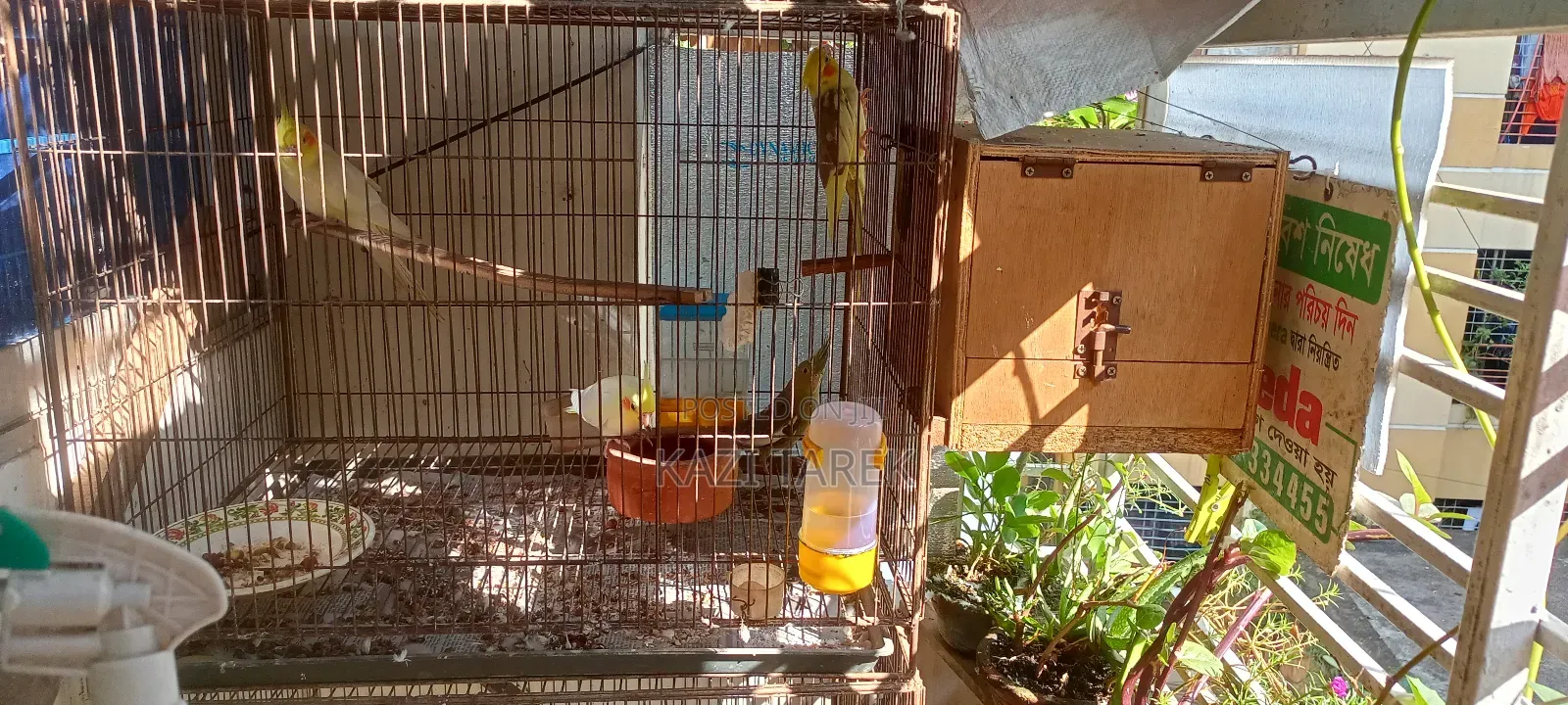 Cockatiel Parrot Running Pair+2 Babies+Full Cage Set