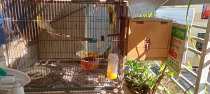 Photo - Cockatiel Parrot Running Pair+2 Babies+Full Cage Set