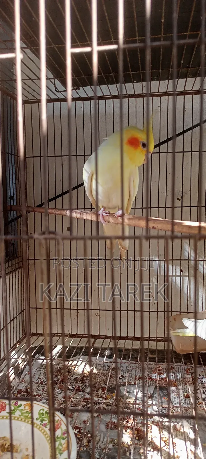 Cockatiel Parrot Running Pair+2 Babies+Full Cage Set