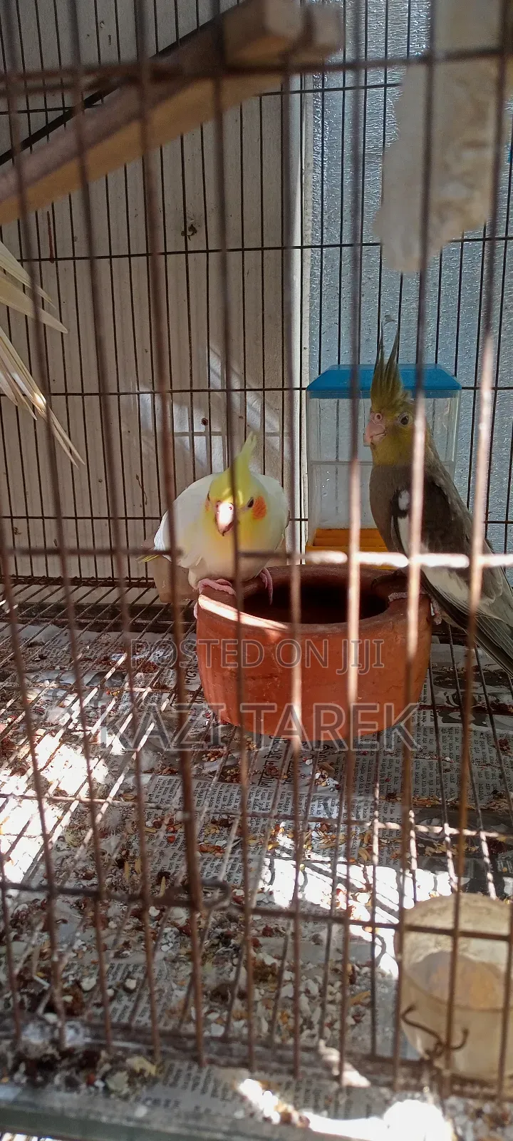 Cockatiel Parrot Running Pair+2 Babies+Full Cage Set