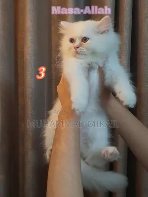 Photo - 1-3 Months Male Purebred Persian