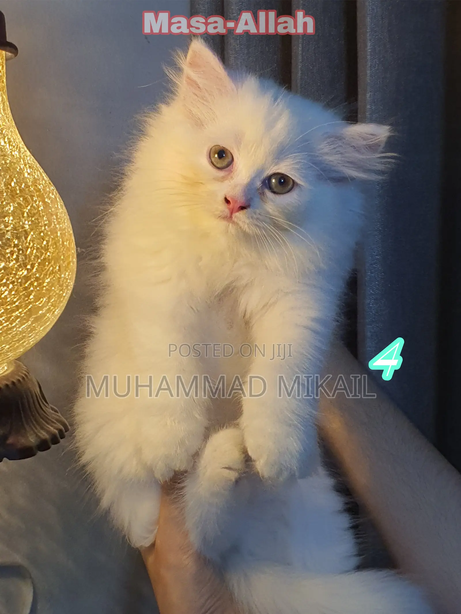 1-3 Months Male Purebred Persian