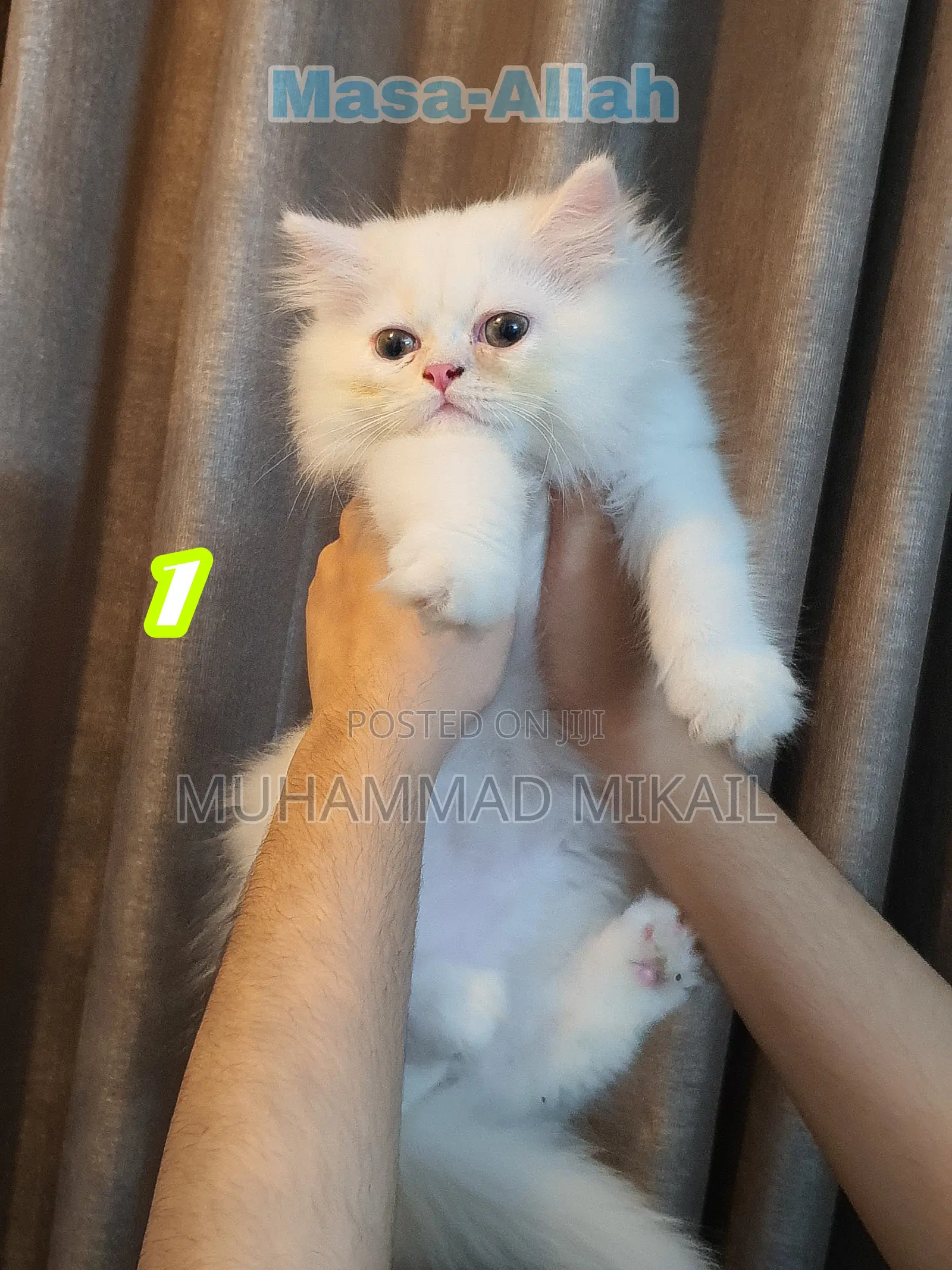 1-3 Months Male Purebred Persian