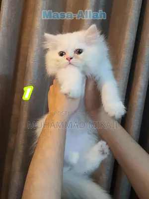 1-3 Months Male Purebred Persian