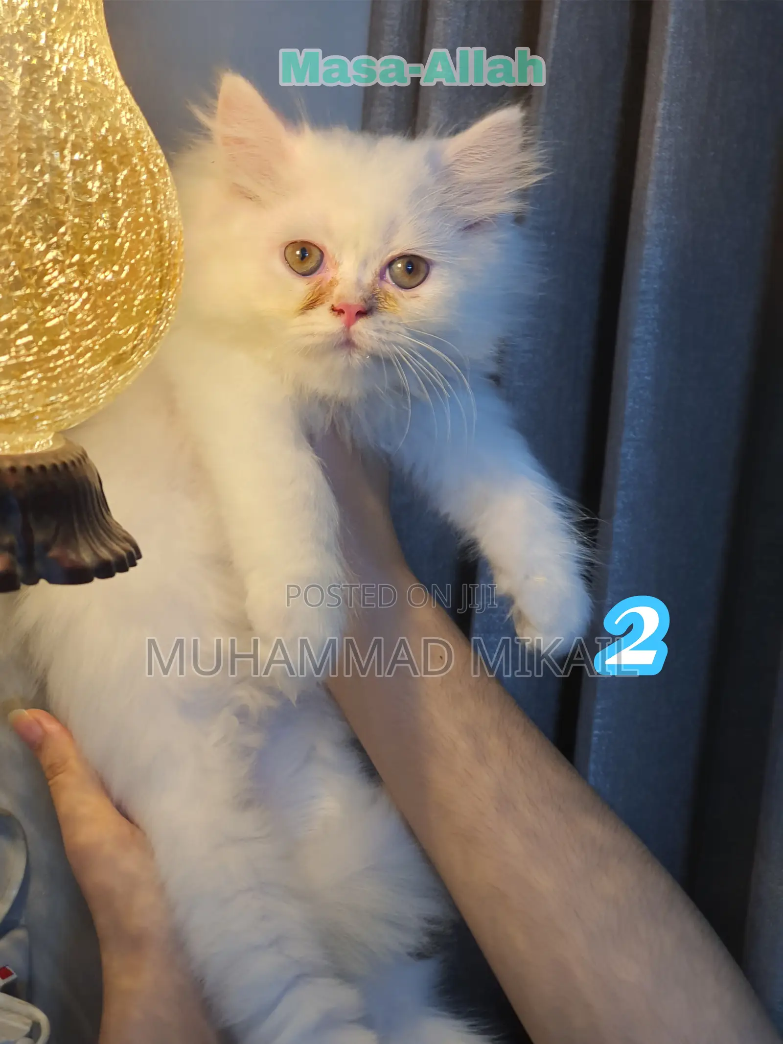 1-3 Months Male Purebred Persian