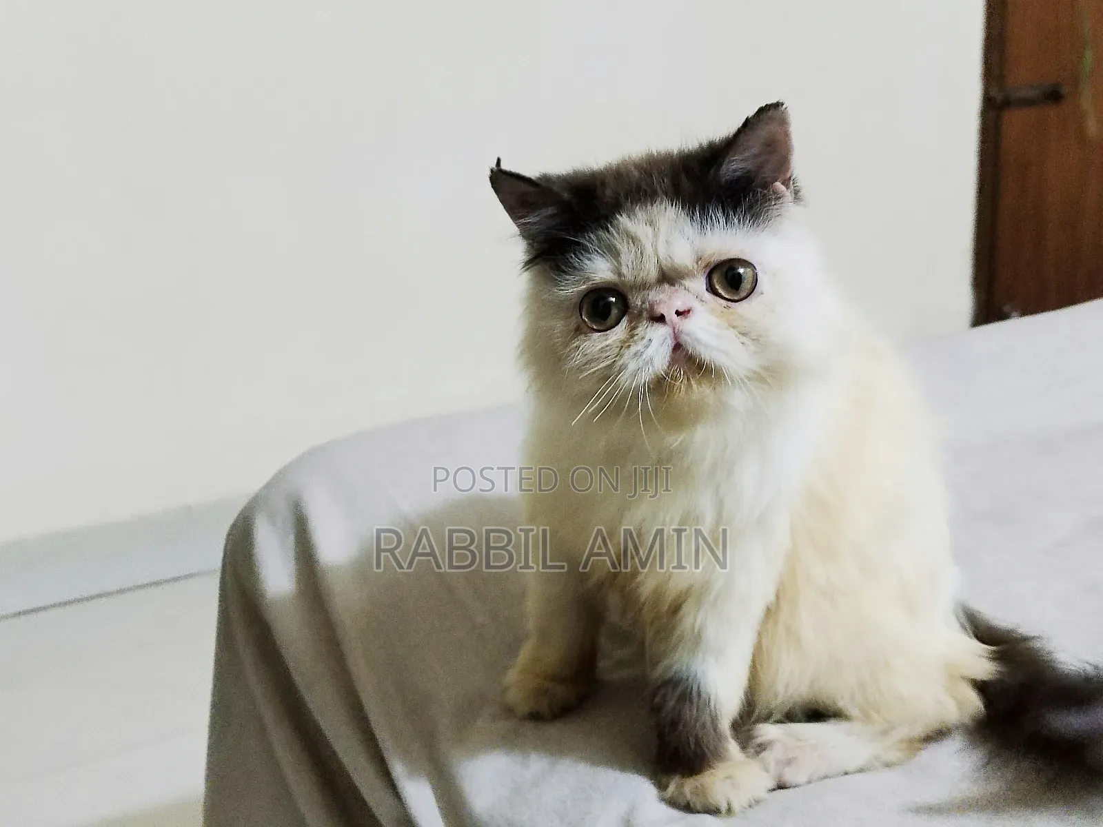 3-6 Months Male Purebred Exotic