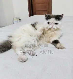 3-6 Months Male Purebred Exotic