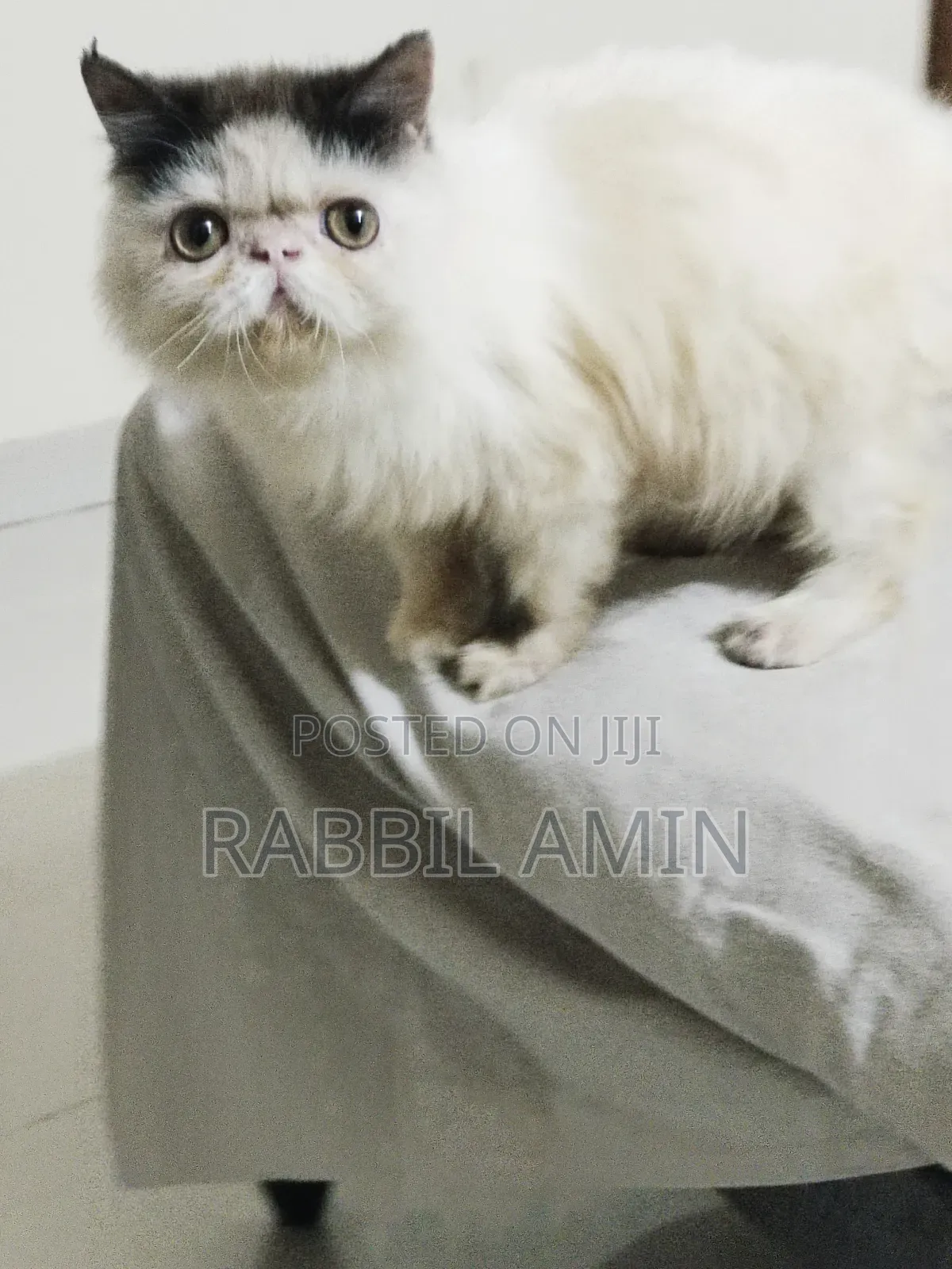 3-6 Months Male Purebred Exotic