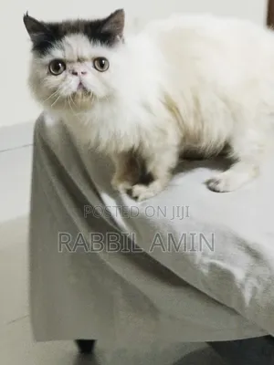 3-6 Months Male Purebred Exotic