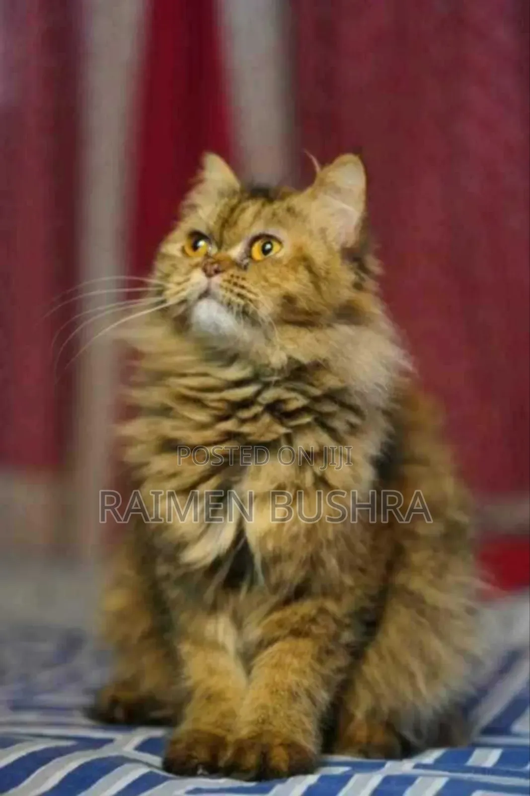 1+ Year Female Purebred Persian