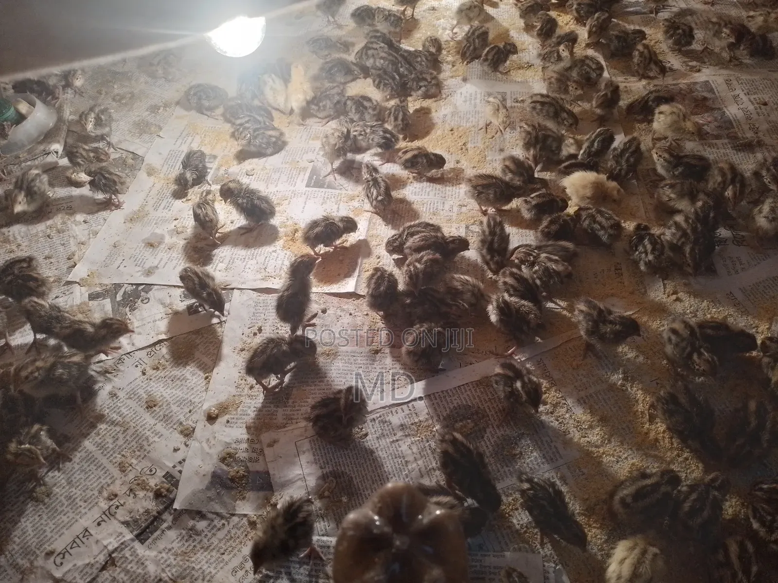 কোয়েল পাখি