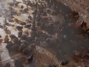 কোয়েল পাখি