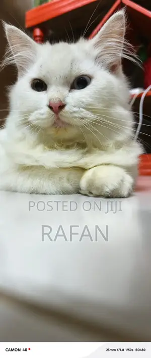 Photo - 3-6 Months Male Purebred Persian