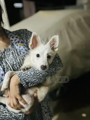 Photo - 3-6 Months Female Purebred German Shepherd