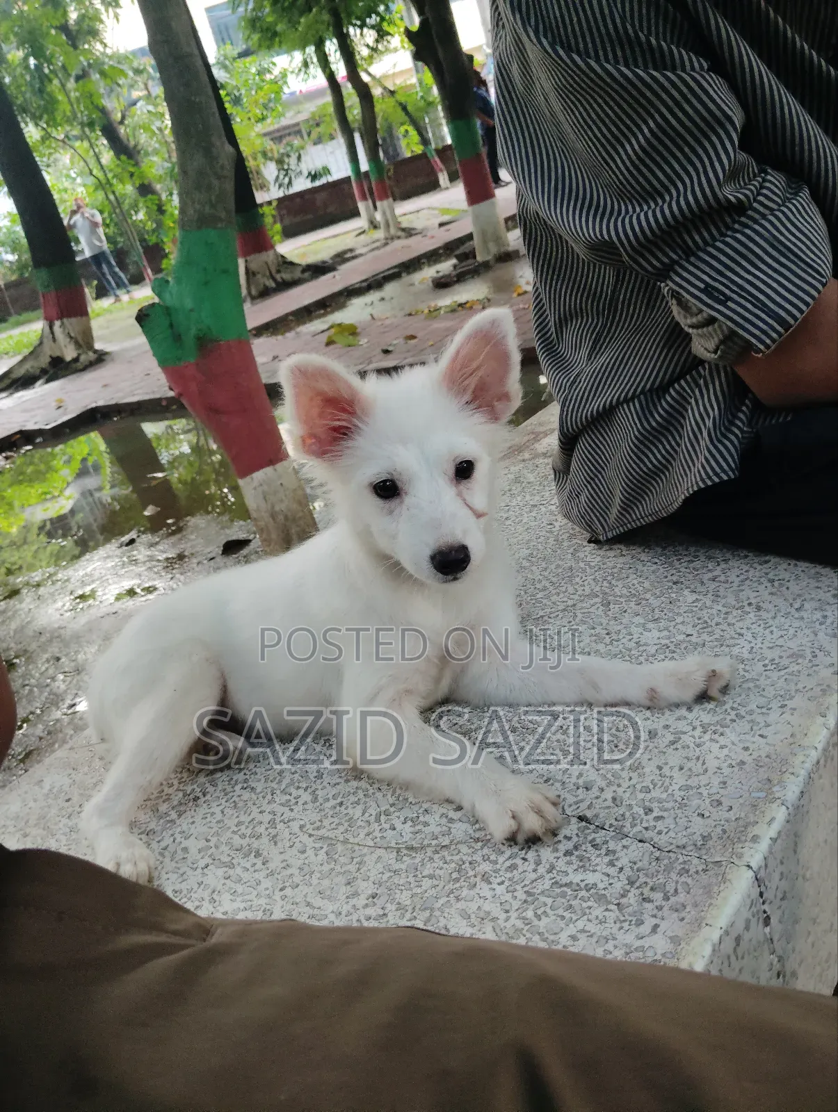 3-6 Months Female Purebred German Shepherd