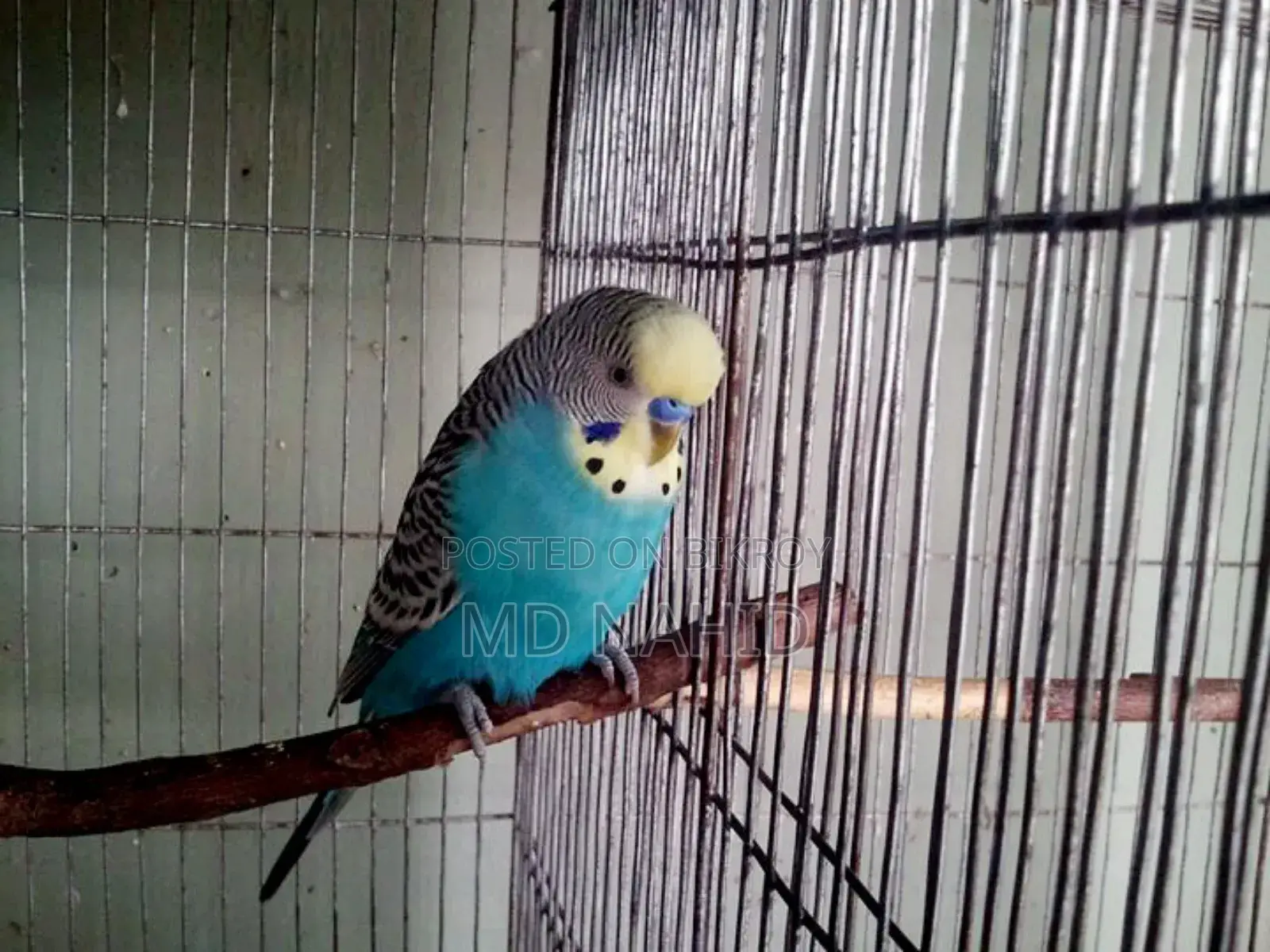 Budgerigar Birds for Sale