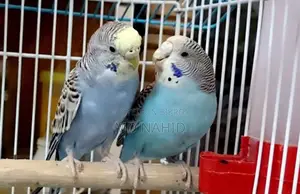 Budgerigar Birds for Sale