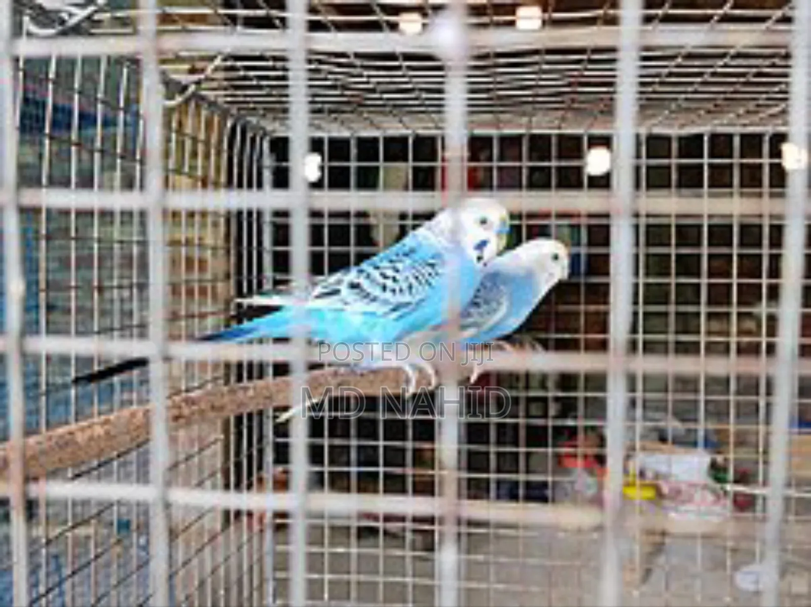 বাজিগর পাখি