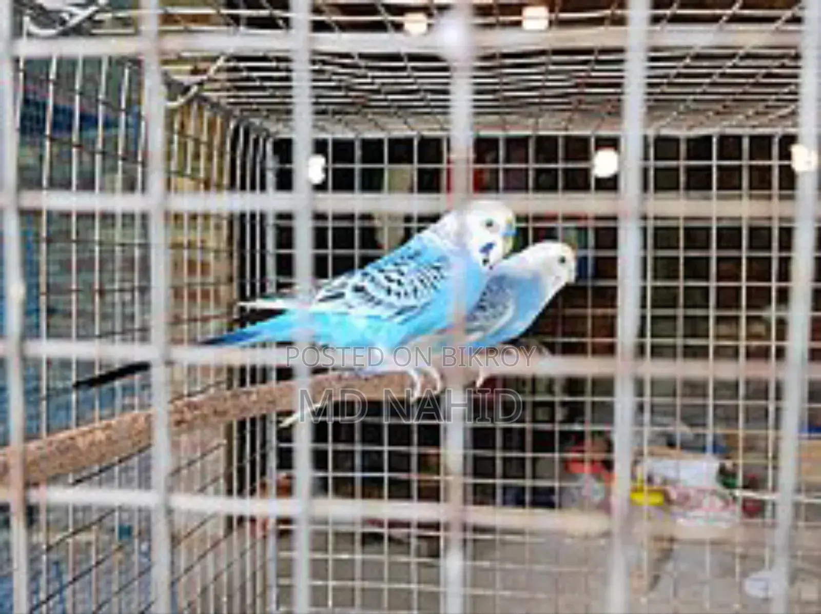 Budgerigar Birds for Sale