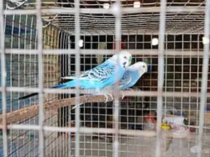 Budgerigar Birds for Sale