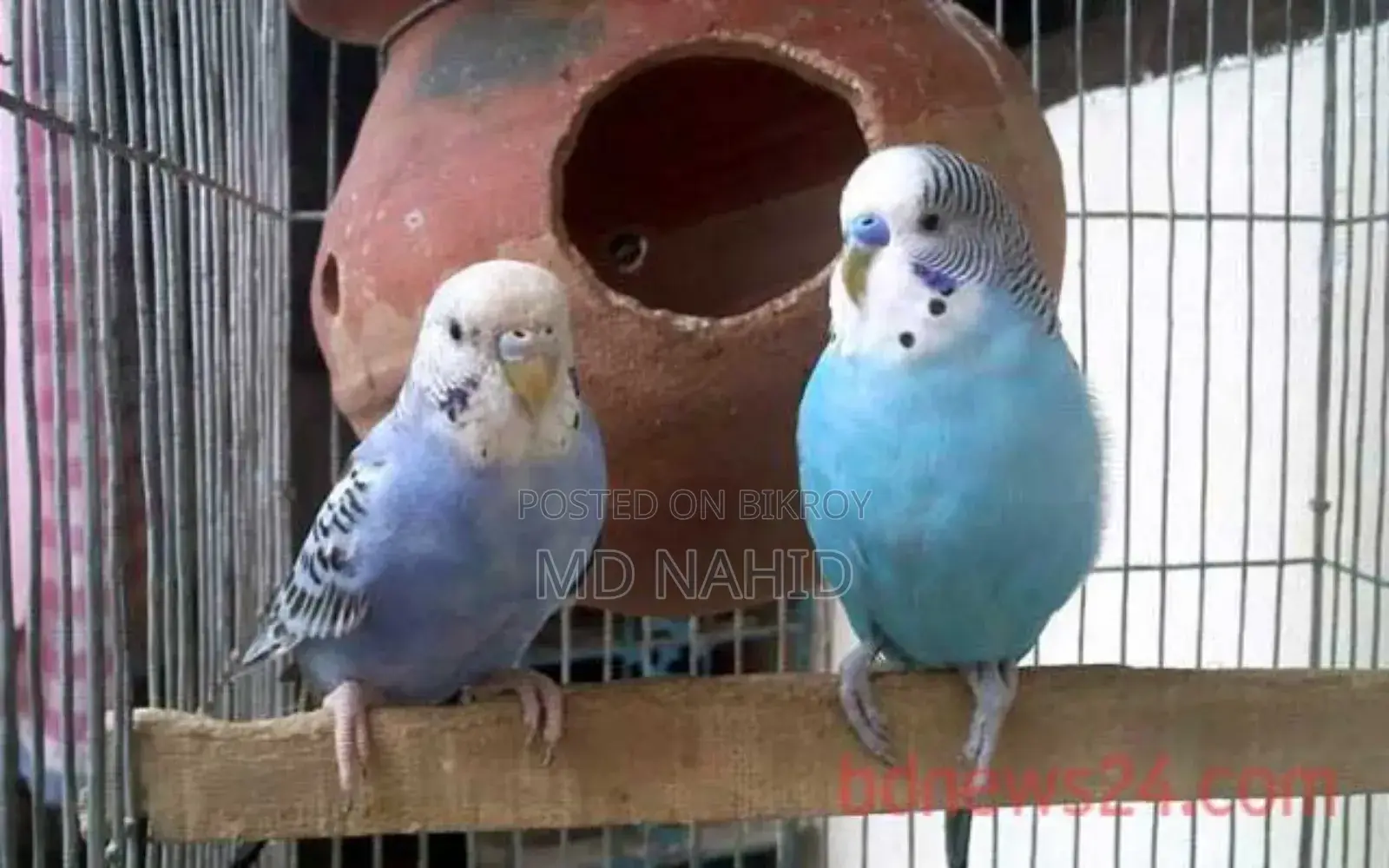 Budgerigar Birds for Sale