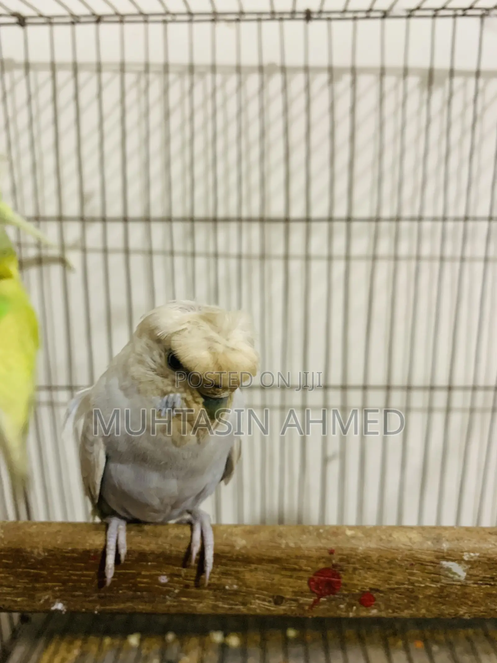 Budgies Crested Adult Female