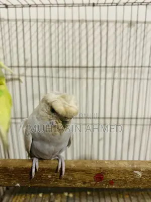 Budgies Crested Adult Female