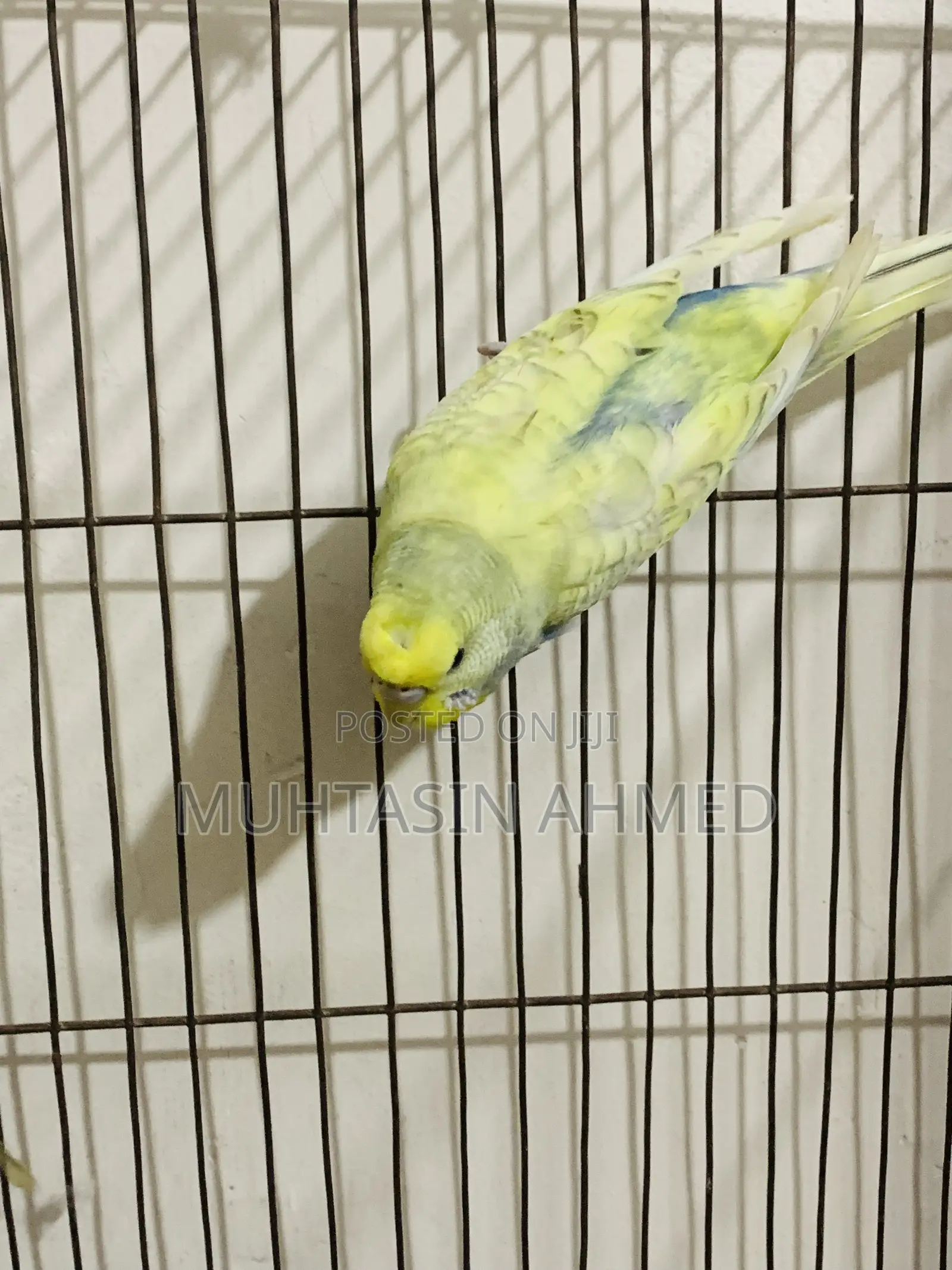 Budgies Crested Adult Female