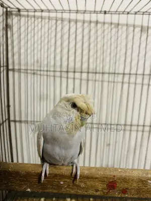 Photo - Budgies Crested Adult Female