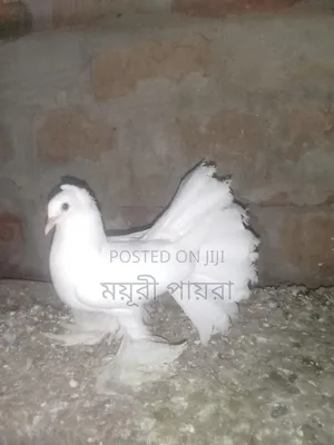 Photo - ময়ূরী পায়রা