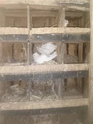 Photo - ময়ূরী পাখি