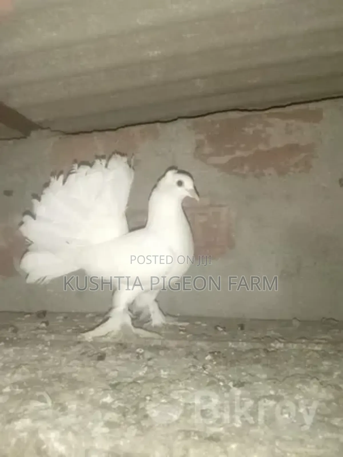 ময়ুরী কবুতর