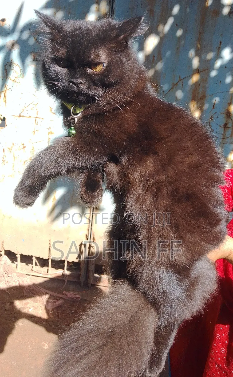 3-6 Months Female Purebred Persian