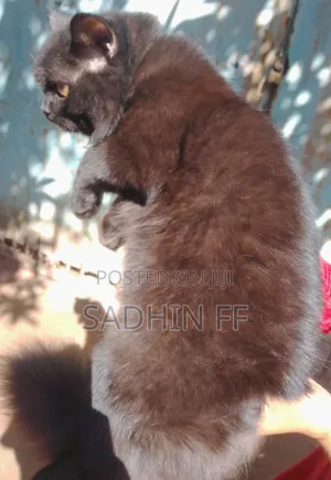 3-6 Months Female Purebred Persian