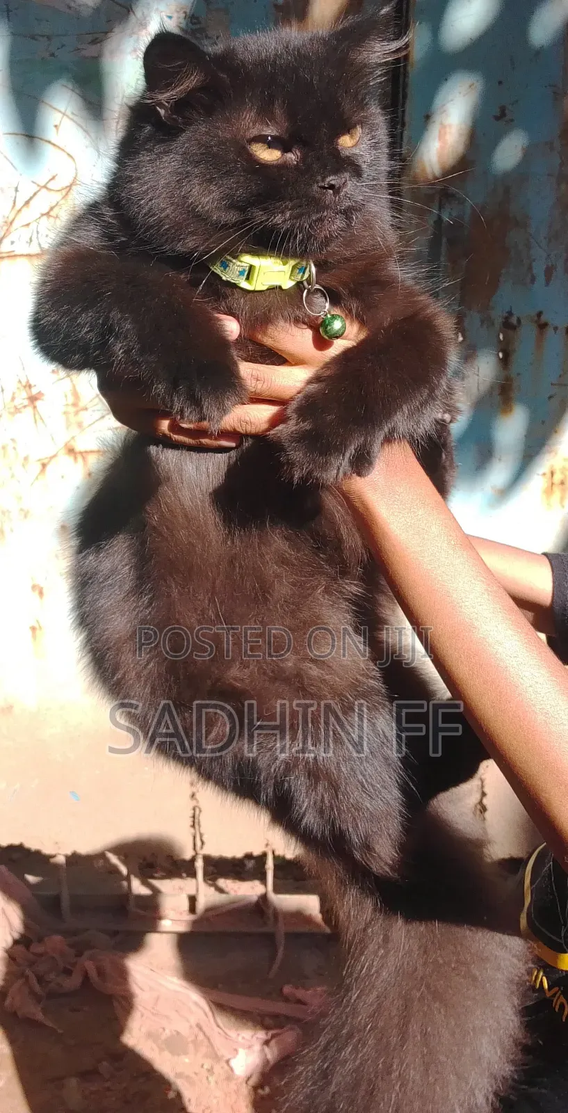 3-6 Months Female Purebred Persian