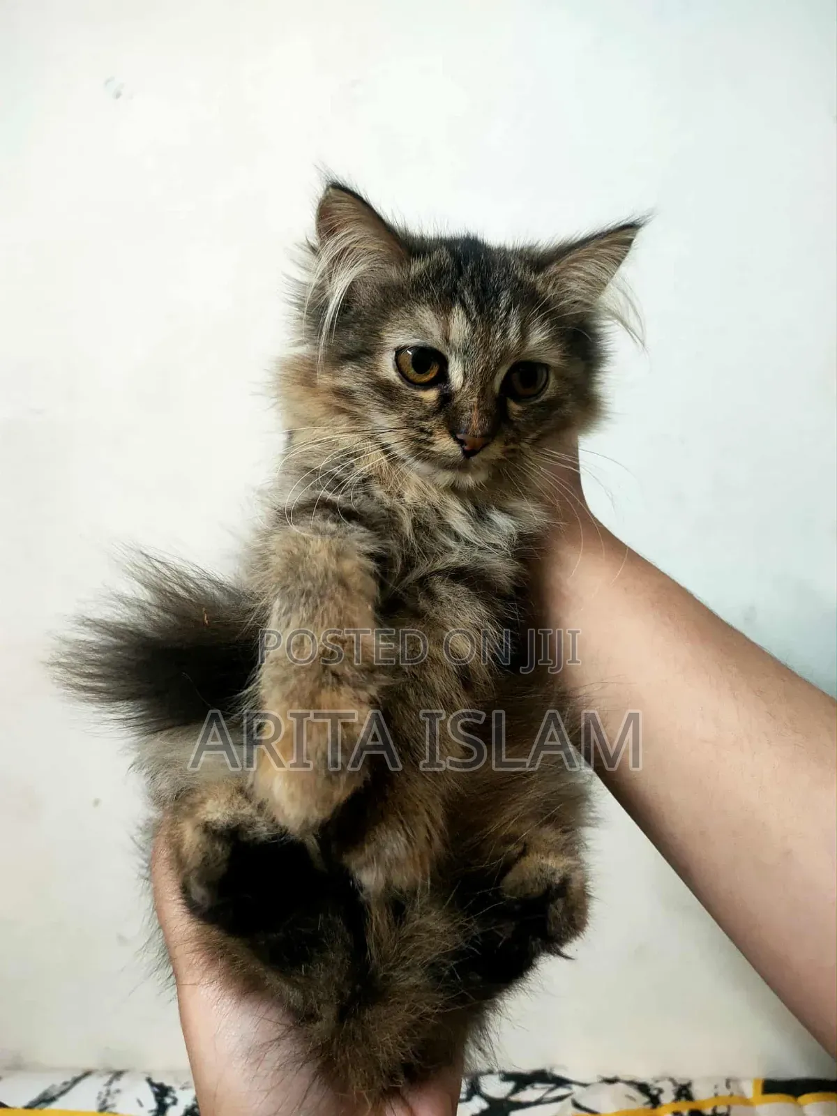 3-6 Months Female Mixed Breed Persian