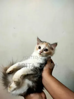 Photo - 3-6 Months Female Purebred Persian