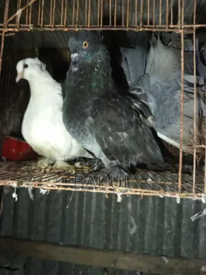 Photo - রানিং লক্ষা কবুতর বিক্রি হবে।