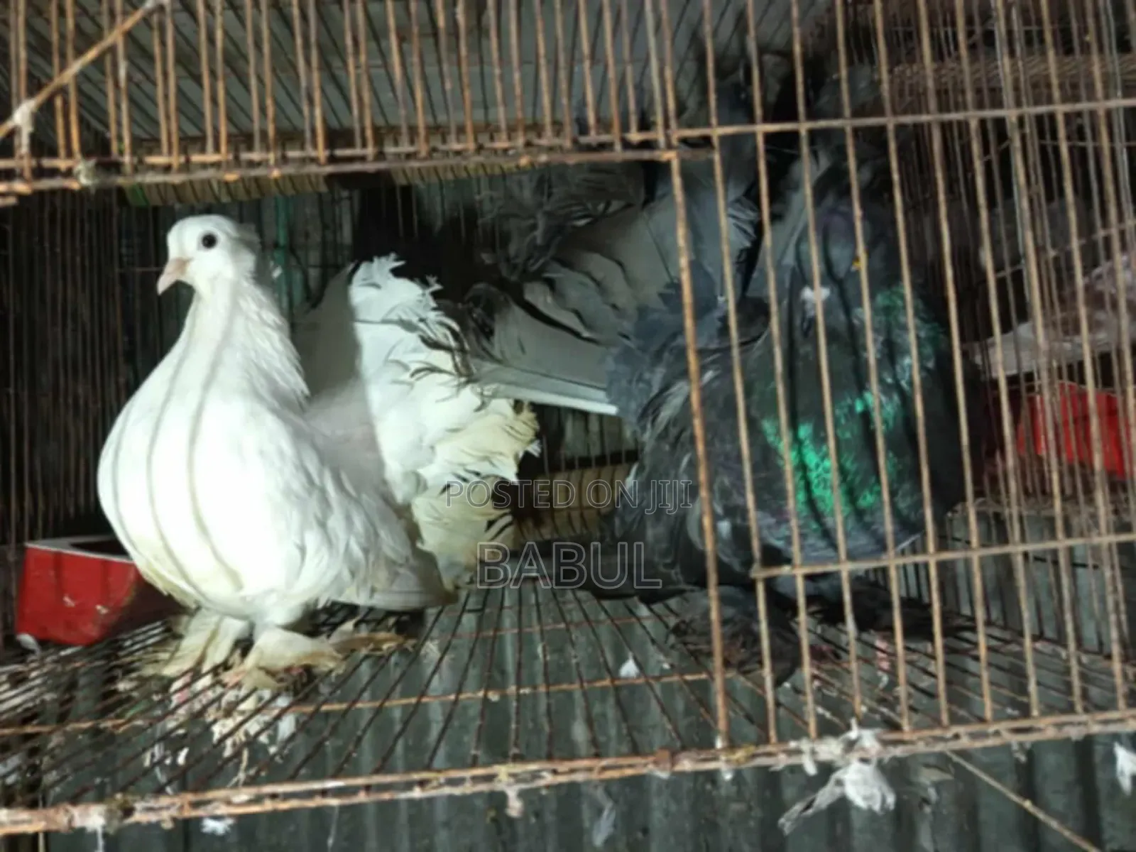 রানিং লক্ষা কবুতর বিক্রি হবে।