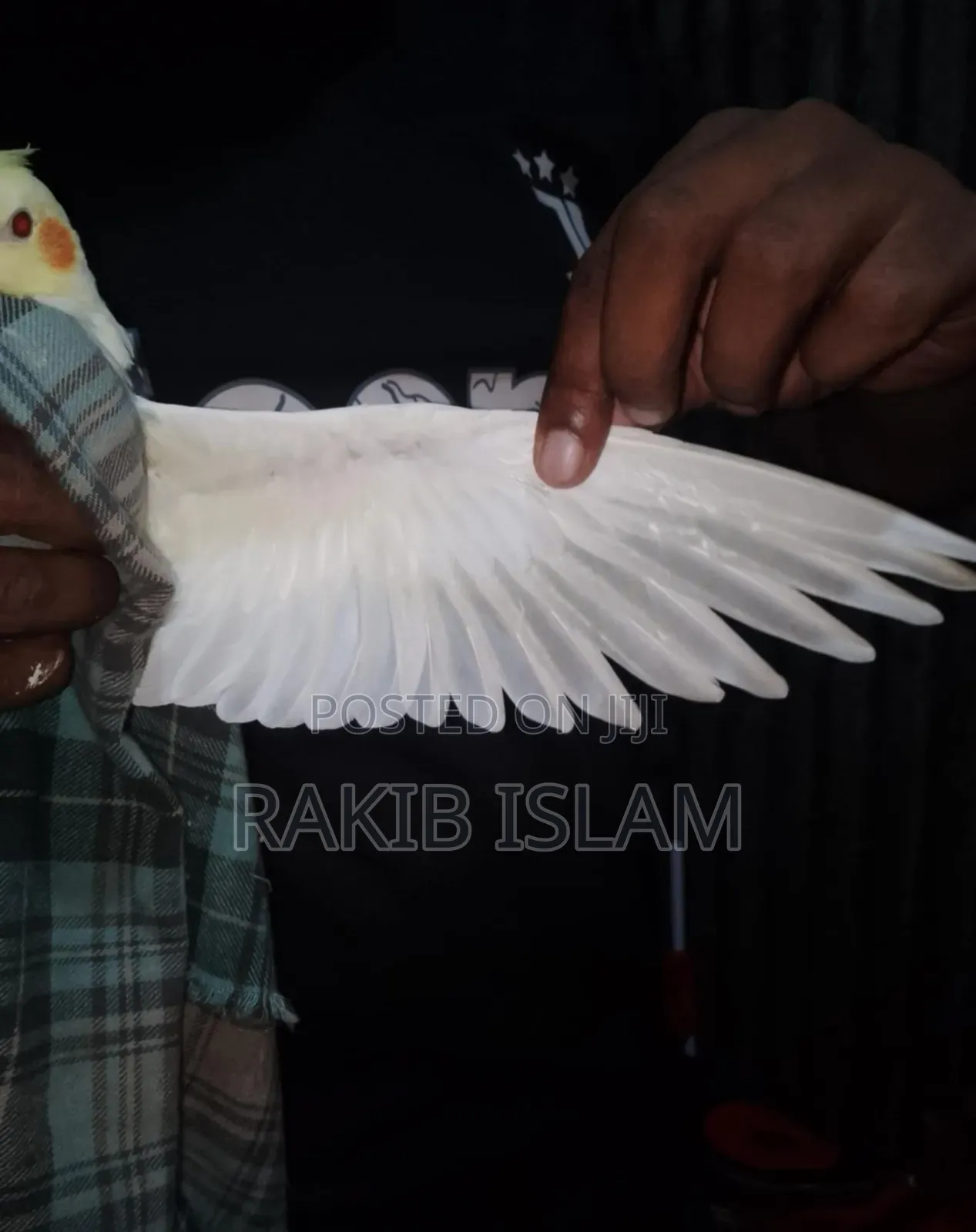 Cockatiel 2 Ta Male Sale Kora Hobe Raning Bird