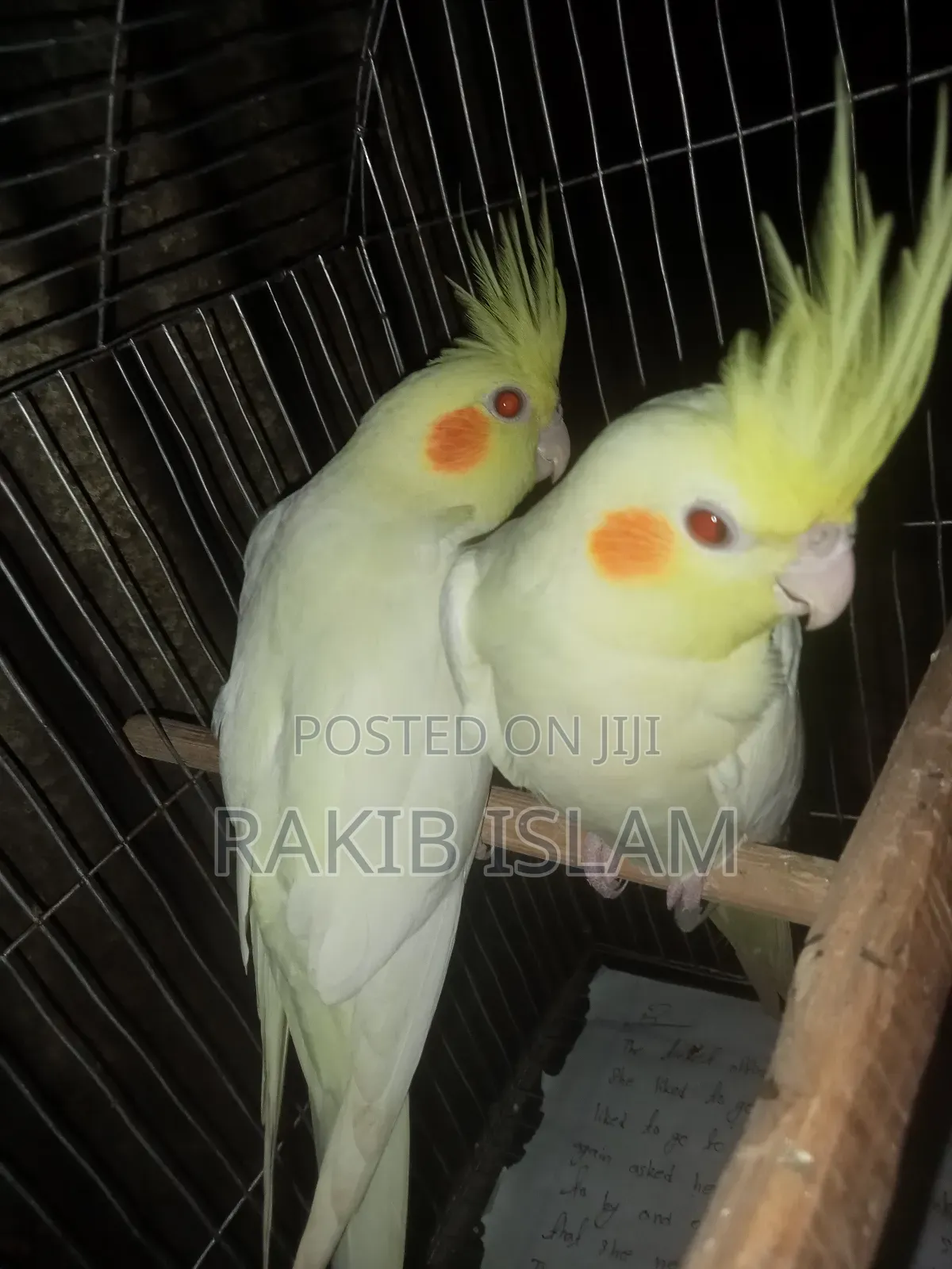 Cockatiel 2 Ta Male Sale Kora Hobe Raning Bird
