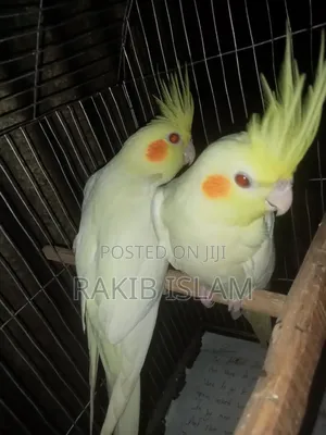 Cockatiel 2 Ta Male Sale Kora Hobe Raning Bird