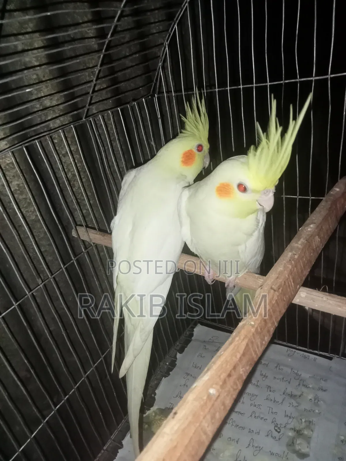 Cockatiel 2 Ta Male Sale Kora Hobe Raning Bird