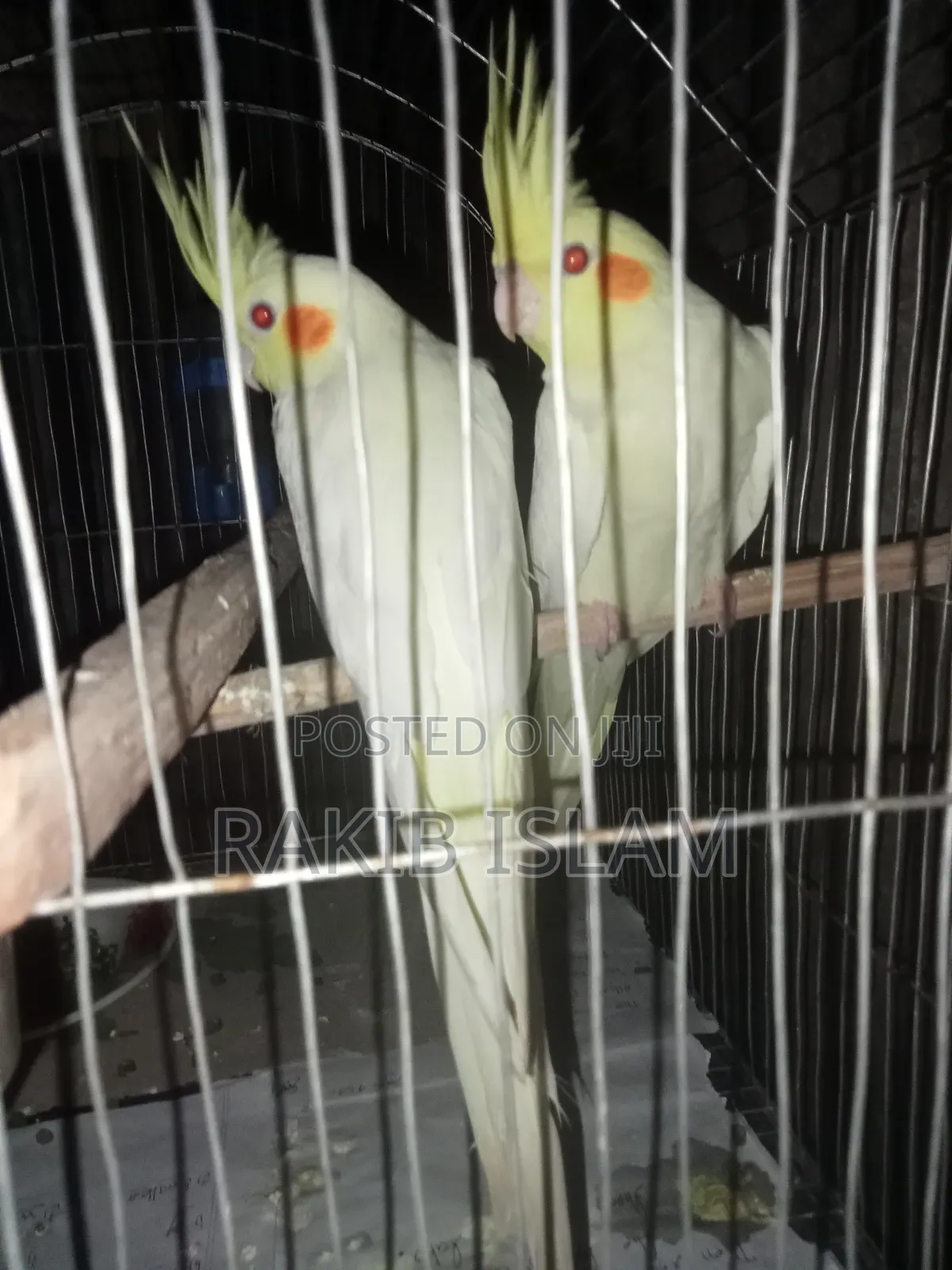 Cockatiel 2 Ta Male Sale Kora Hobe Raning Bird