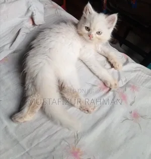 Photo - 1-3 months Male Purebred Persian