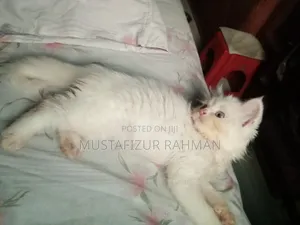 1-3 months Male Purebred Persian
