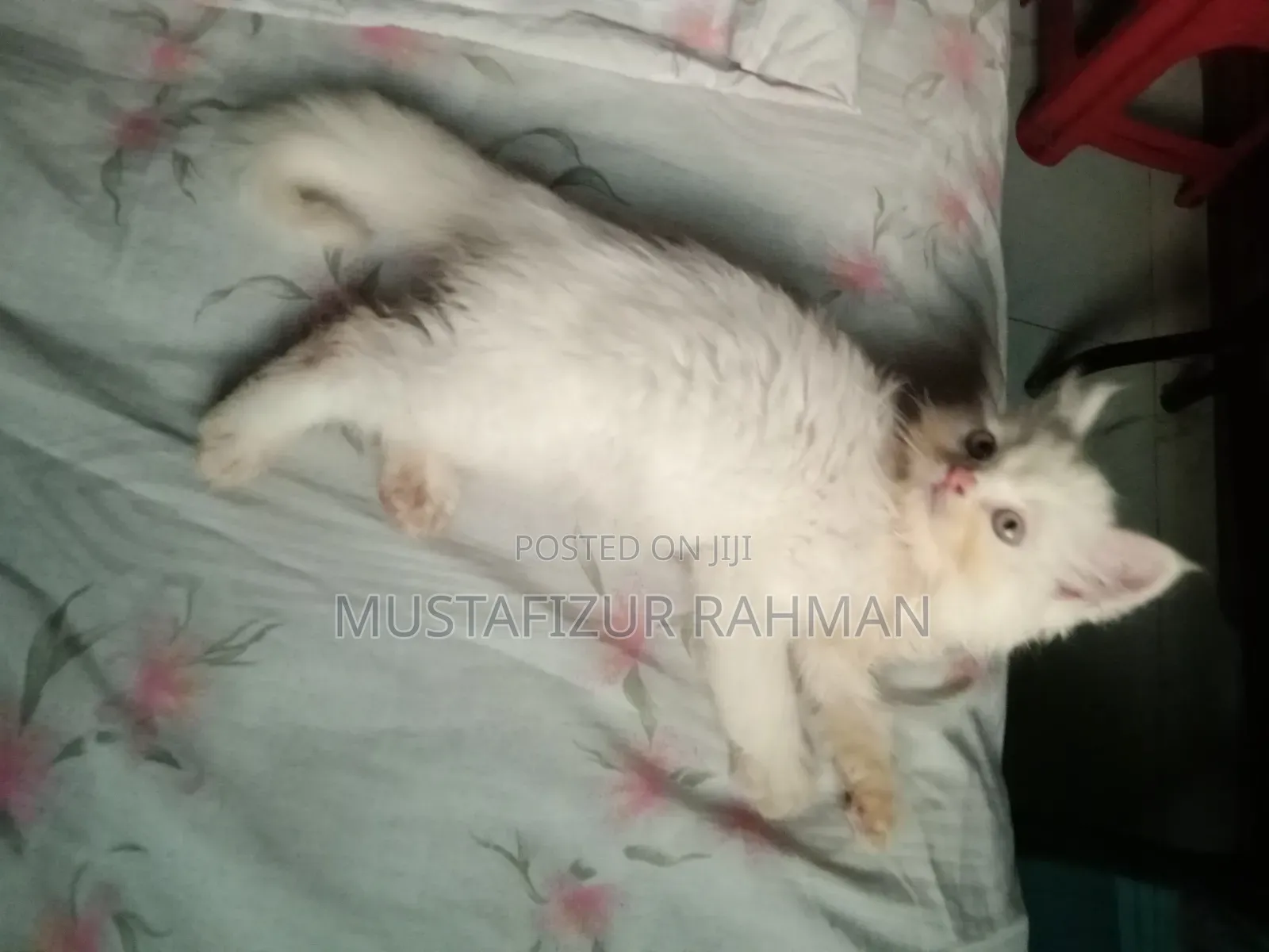 1-3 months Male Purebred Persian