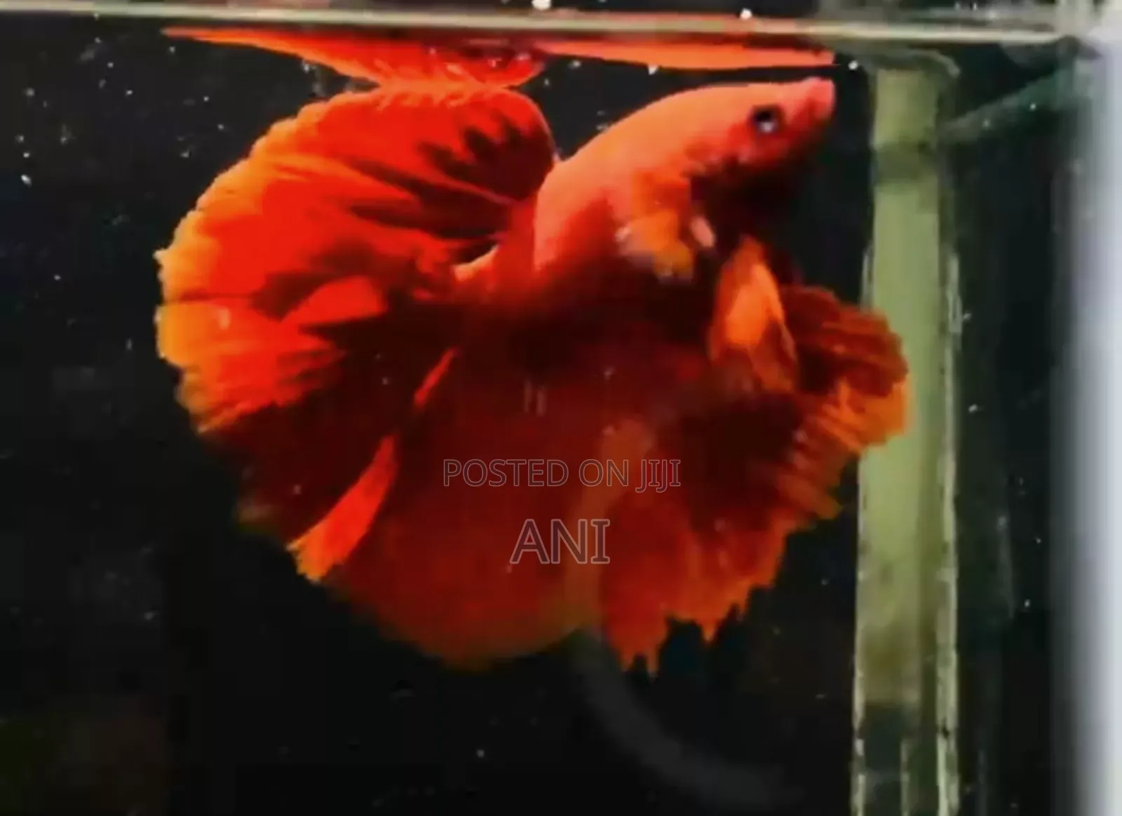Super Red Betta Fish