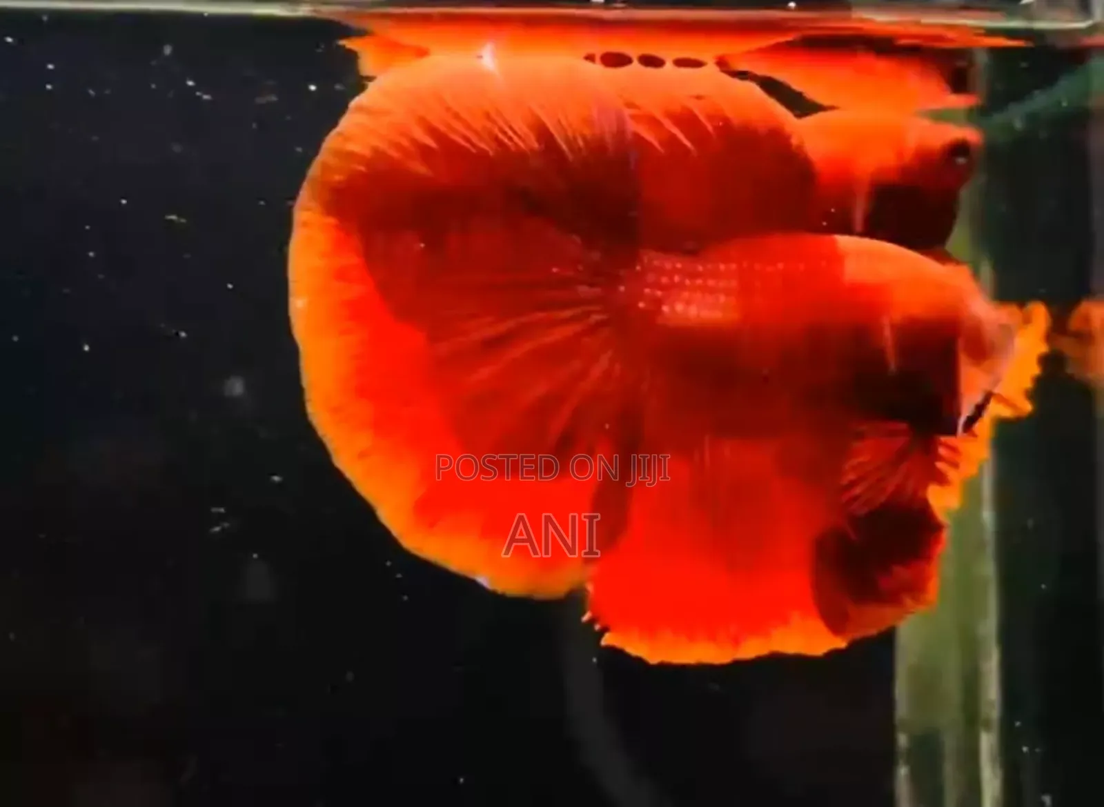Super Red Betta Fish